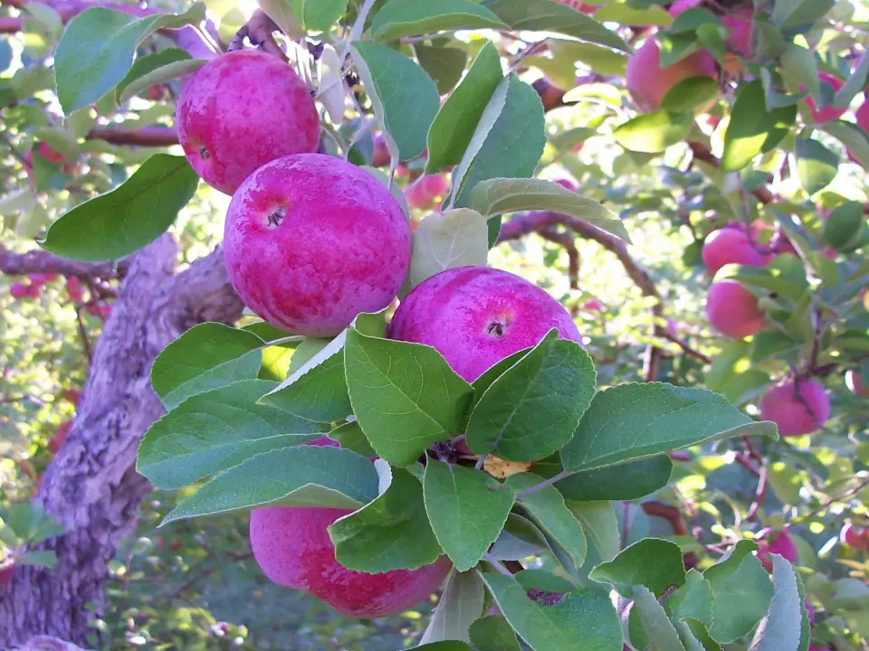 Barkley's Apple Orchard