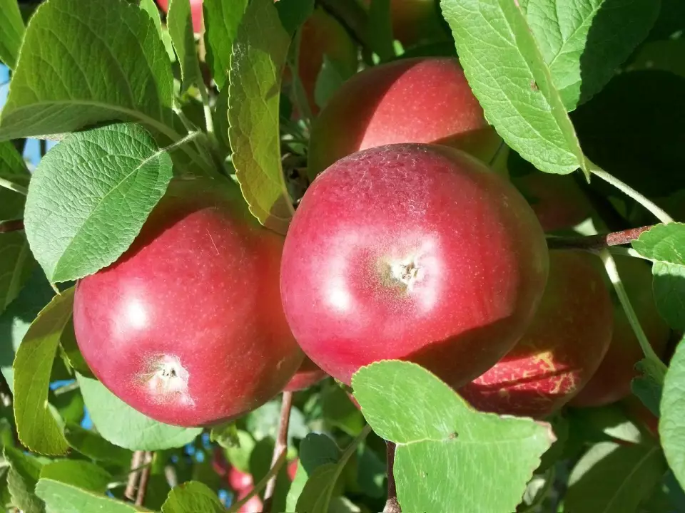 Bostwick's Family Orchard