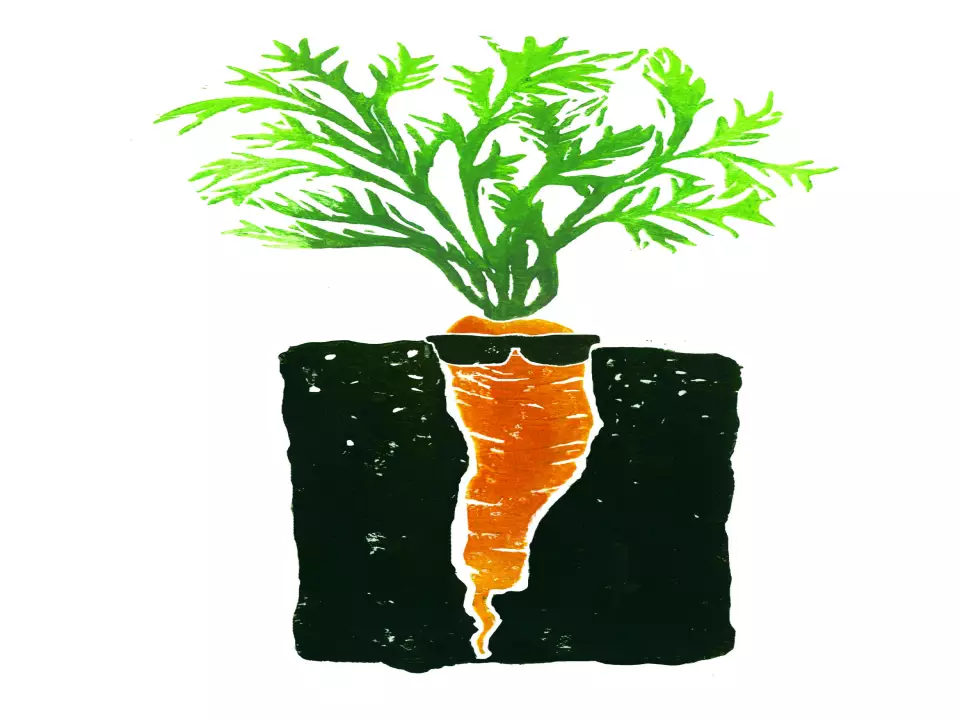 Carrot Top Organics