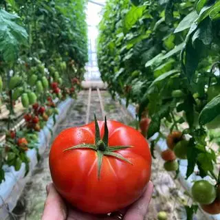 DeBruins Greenhouses