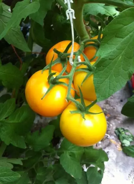 Ingleside Tomatoes