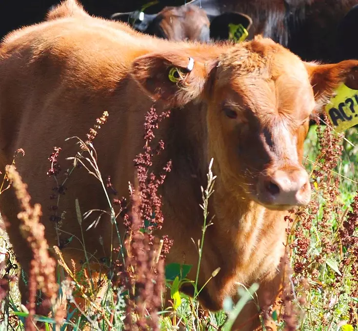 Manitoba Beef