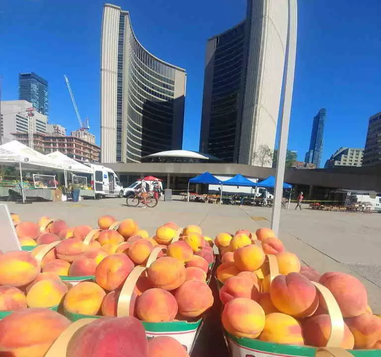 Nathan Phillips Square Farmers' Market