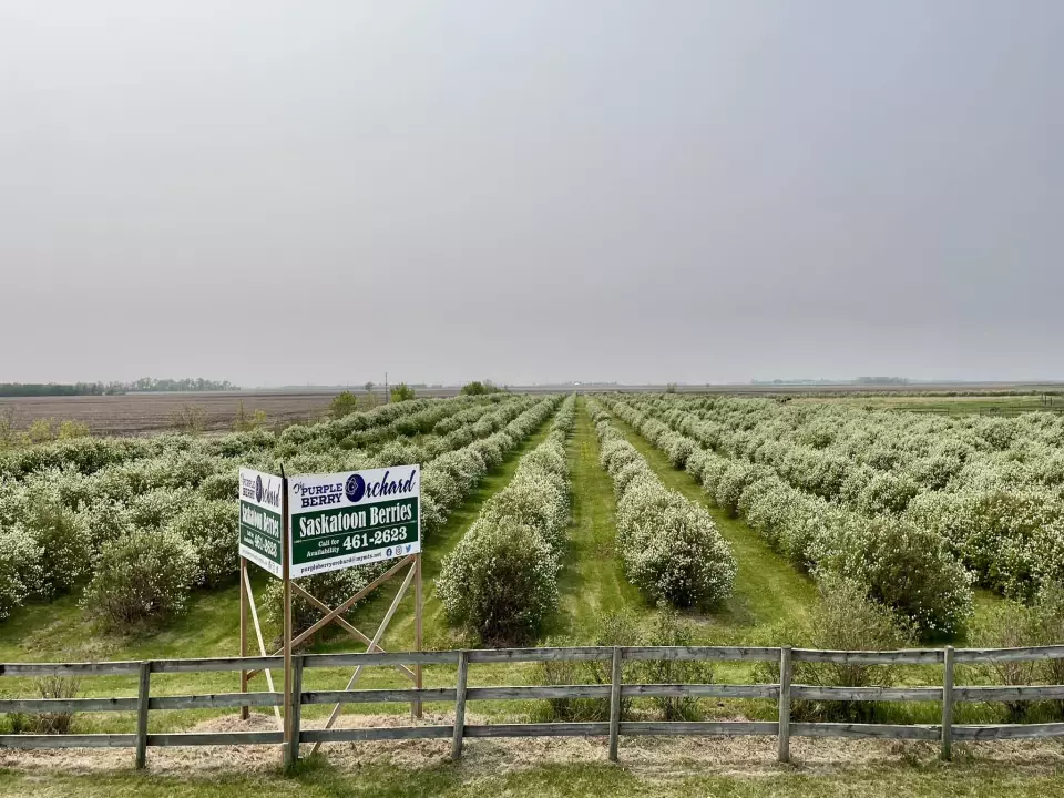 Purple Berry Orchard